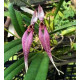 Bulbophyllum Biflorum Red - AD