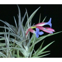 Tilandsia Jonesii