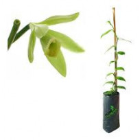 Vanilla Planifolia (Baunilha)- 30 a 40 cm