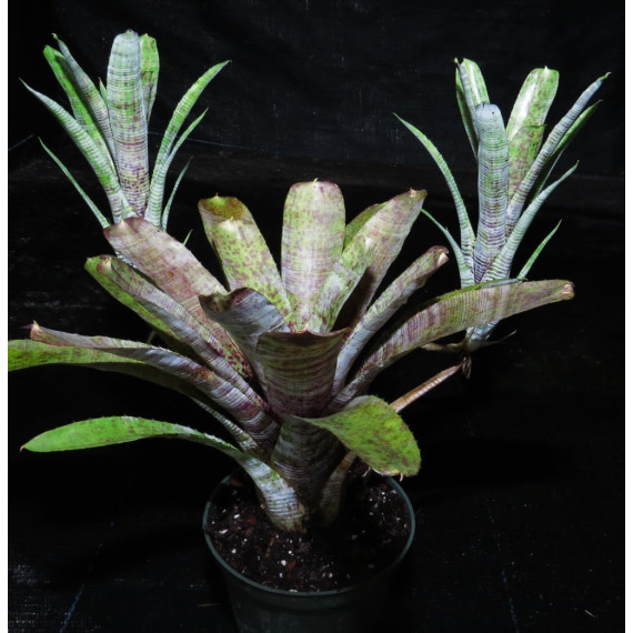 Neoregelia Pauciflora