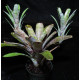 Neoregelia Pauciflora
