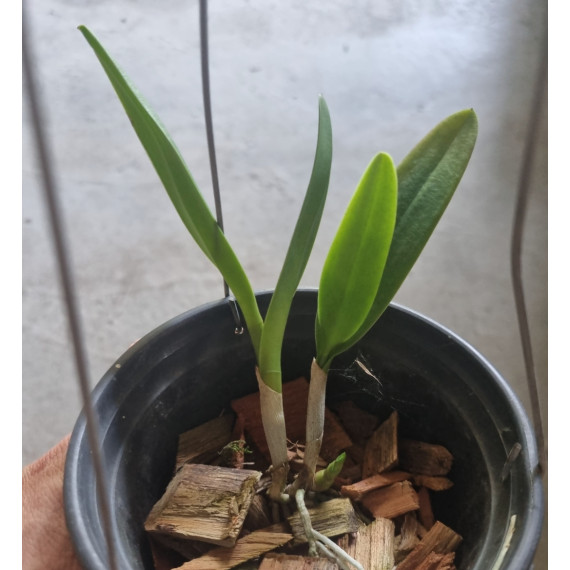 Rlc. Maria Eduarda - AD