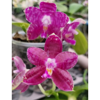 Phalaenopsis Lyndon Mix Zebra "709" (Perfumada)