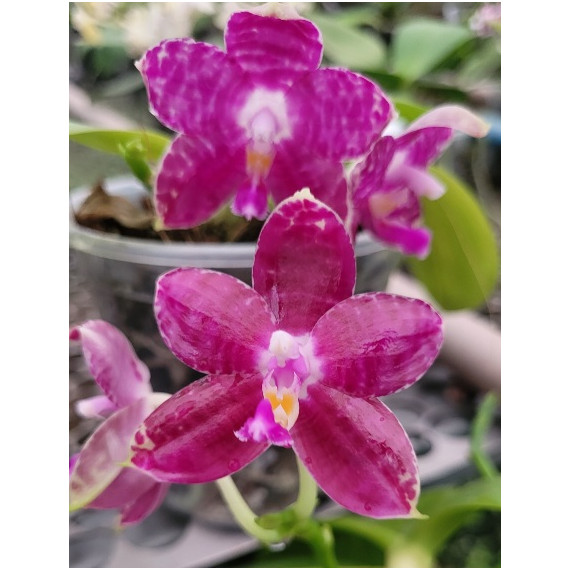 Phalaenopsis Lyndon Mix Zebra "709" (Perfumada)...