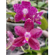 Phalaenopsis Lyndon Mix Zebra "709" (Perfumada) / Haste Floral