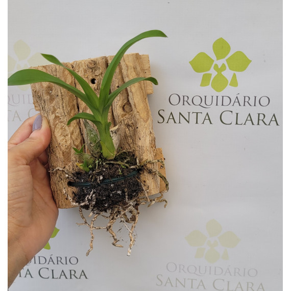 Fredclarckeara After Dark (MUDA + PLACA DE CAFÉ)