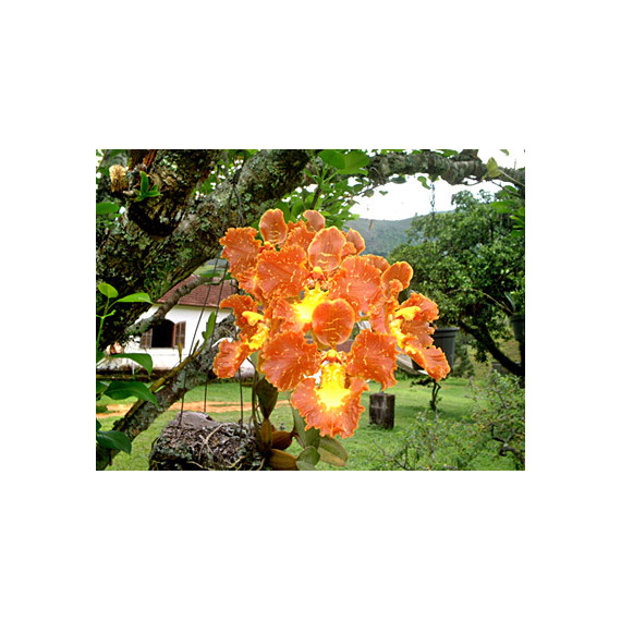 Oncidium Crispum (ENRAIZADA NA PLACA)