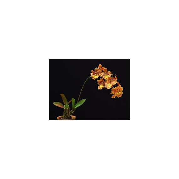Oncidium Crispum (ENRAIZADA NA PLACA)