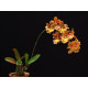 Oncidium Crispum (ENRAIZADA NA PLACA)
