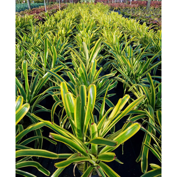 Aechmea Nudicalis Brasil Variegata (bromelia)