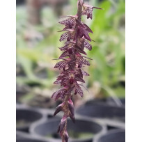 Bulbophyllum Insectiferum - AD