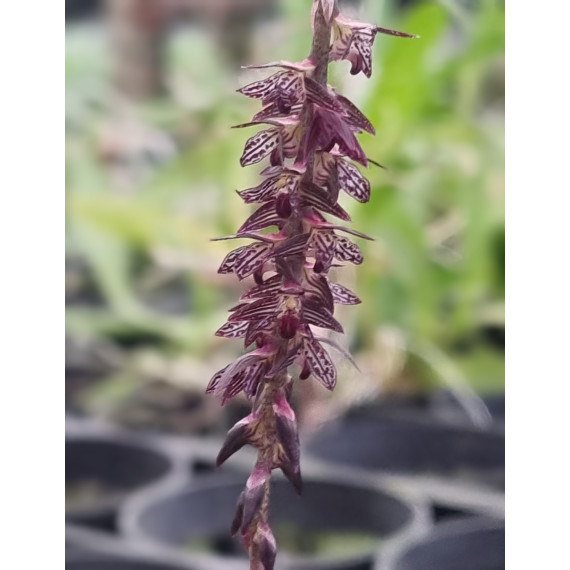 Bulbophyllum Insectiferum - AD