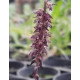 Bulbophyllum Insectiferum - AD