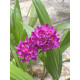Spathoglottis Grapete (Perfume de Uva)