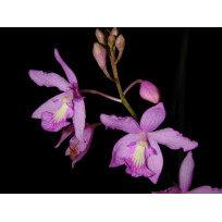 Pseudolaelia - Pre adulta