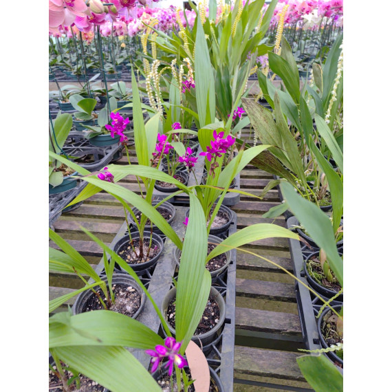 Spathoglottis Unguiculata Grapete (Perfume de Uva)