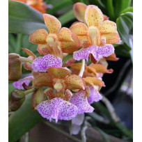 Aerides Flabelata - Muda
