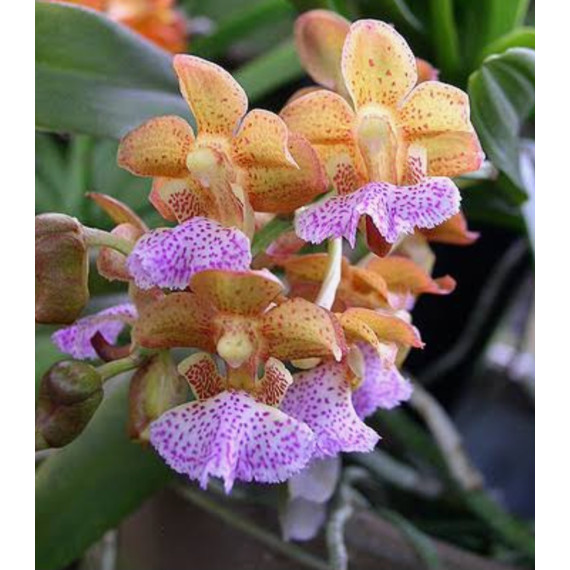 Aerides Flabelata - Muda