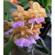 Aerides Flabelata - Muda