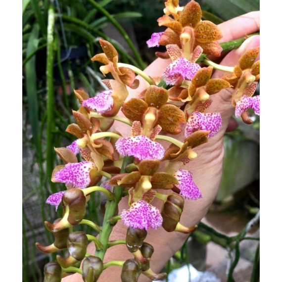 Aerides Flabelata - Muda