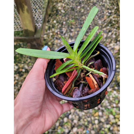 Aerides Flabelata - Muda