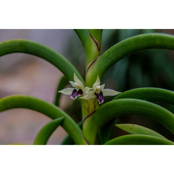 Maxillaria Equitans - AD