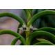 Maxillaria Equitans - AD