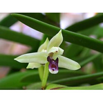 Maxillaria Equitans - AD