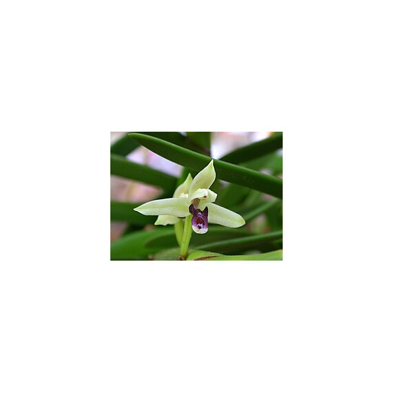 Maxillaria Equitans - AD