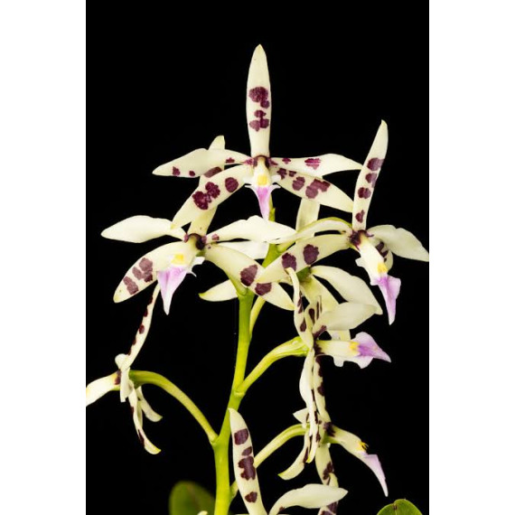 Prostechea Prismatocarpa (FORMANDO HASTE)