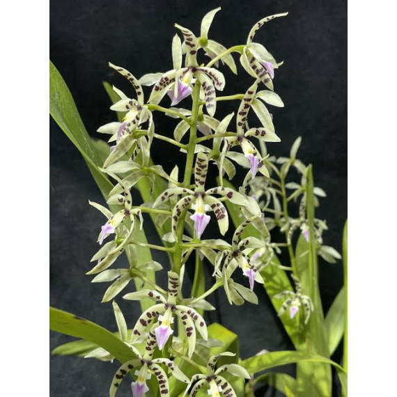 Prostechea Prismatocarpa AD