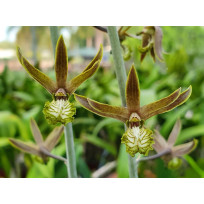 Eulophia Andamanensis - AD