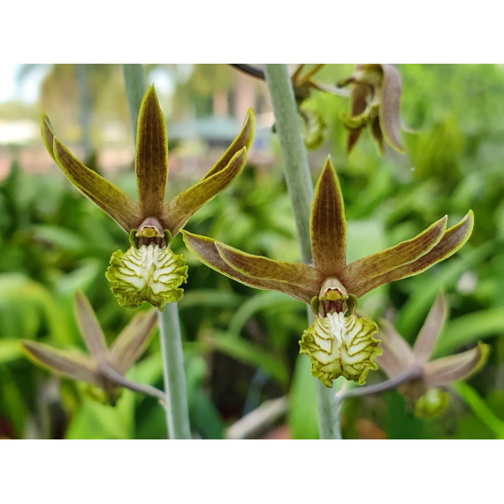 Eulophia Andamanensis - AD