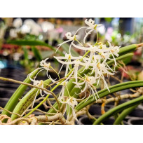 Dendrobium Wassellii (DIV)