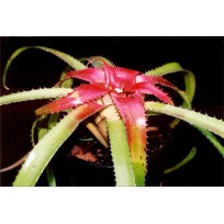 Neoregelia Pendula