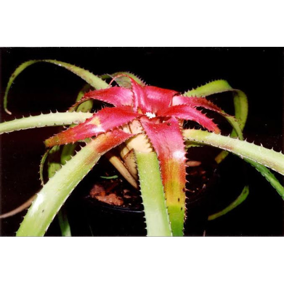 Neoregelia Pendula