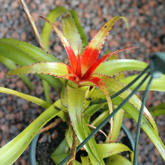 Neoregelia Pendula