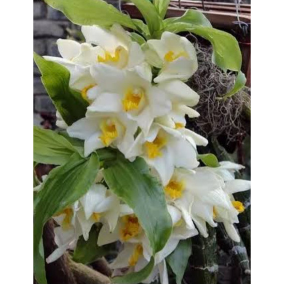 Chysis Bractenses - AD