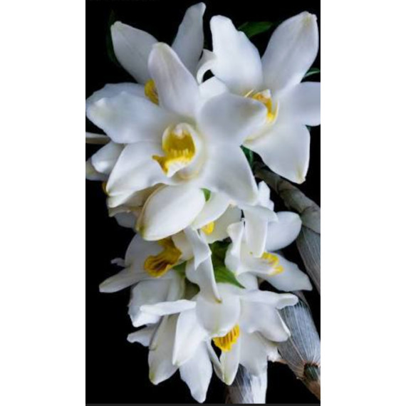 Chysis Bractenses - AD