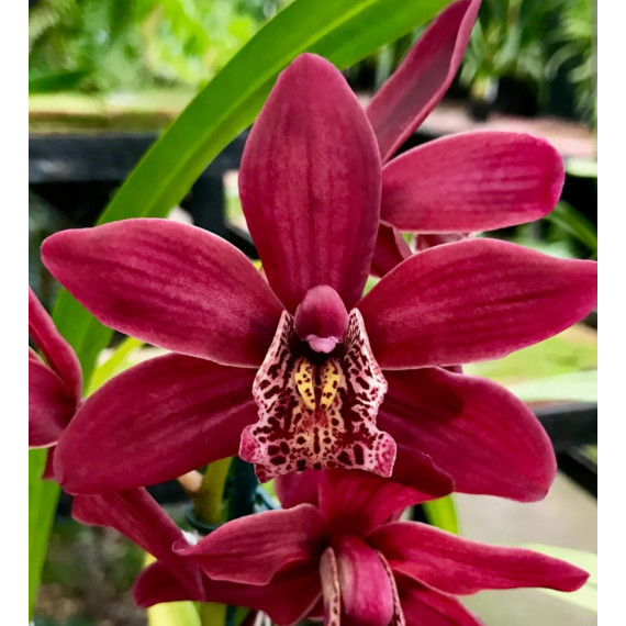 Cymbidium Strathdon Charley Red - AD