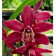 Cymbidium Strathdon Charley Red