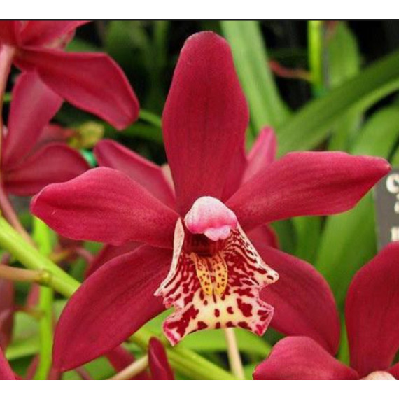 Cymbidium Strathdon Charley Red
