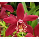 Cymbidium Strathdon Charley Red - AD