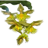 Catasetum Fimbriatum - AD
