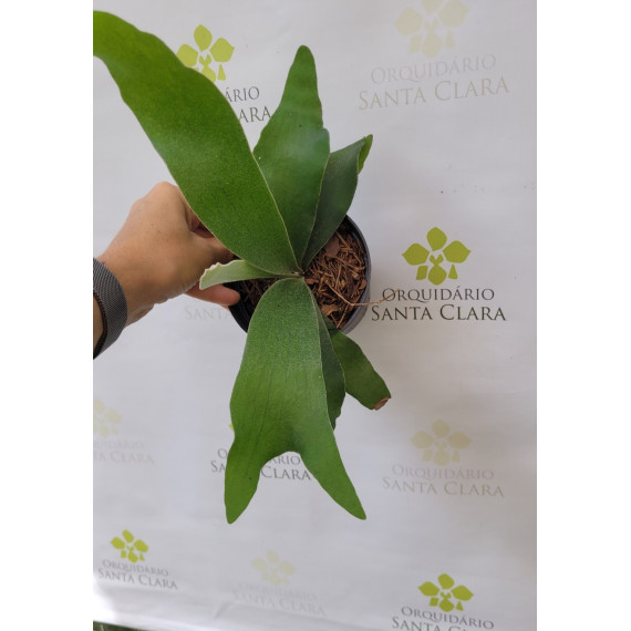 Platycerium Veitch Lemoinei - MUDA