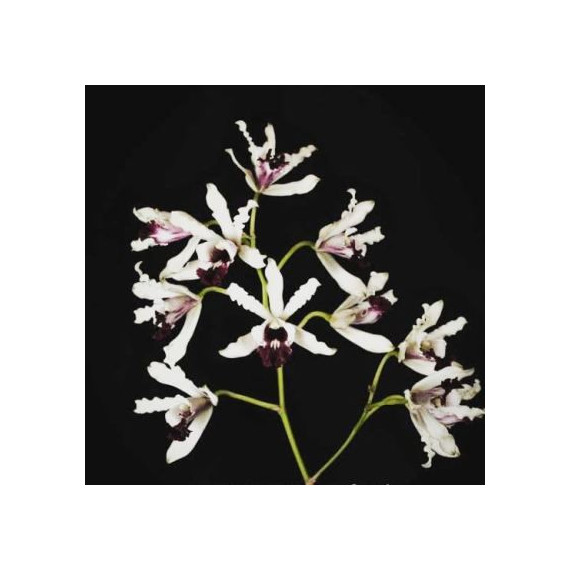 Myrmecophylla Albopurpurea - Seedling