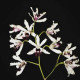Myrmecophylla Albopurpurea - Seedling