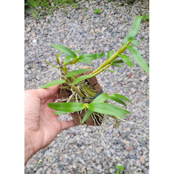 Dendrobium Rainbown Little Pink - Na Plaquinha