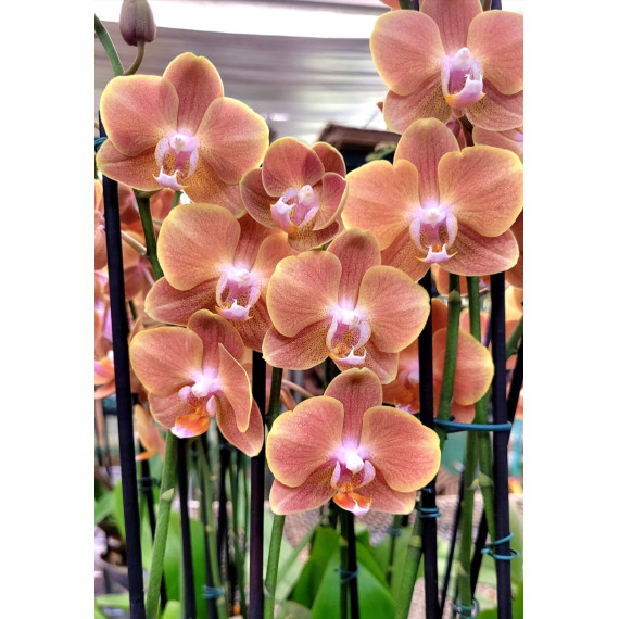 Phalaenopsis Dame Etna - AD