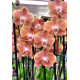 Phalaenopsis Dame Etna - AD